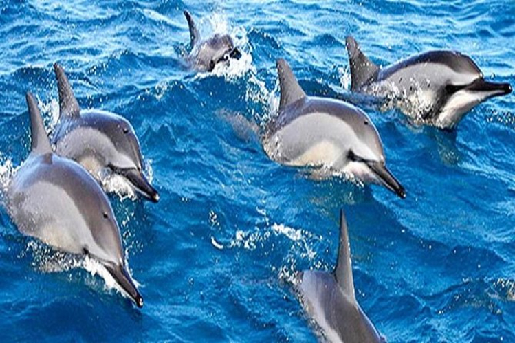 Dolphins Watching and Snorkelling Trip