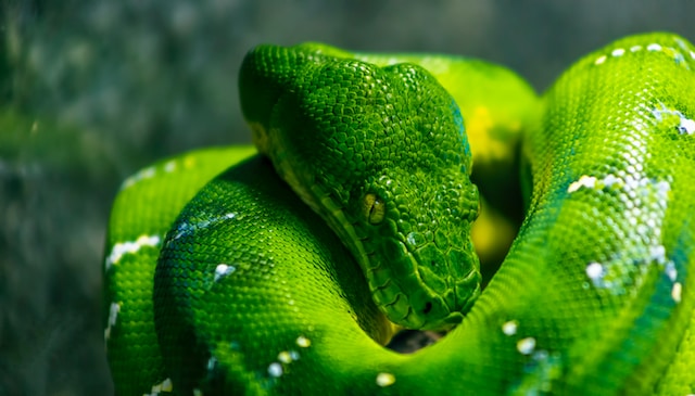 Green Planet Wildlife