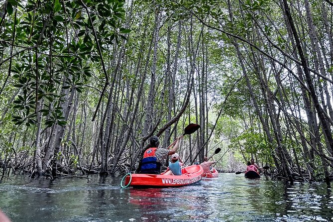 Langkawi Mangrove Tour